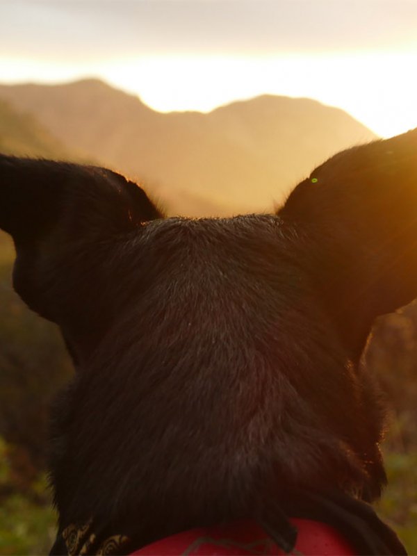 Dog Looking Over Hills